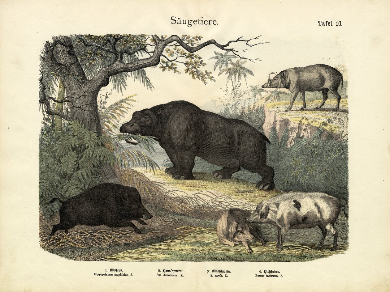 Emlősök, 1860 körül alkotó: German School