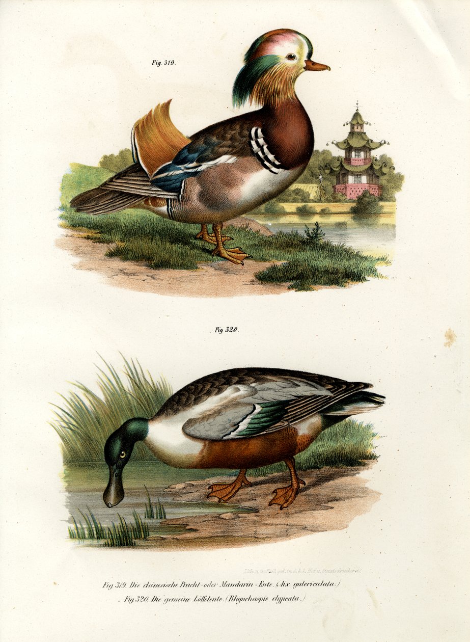 Mandarin kacsa, 1864 alkotó: German School
