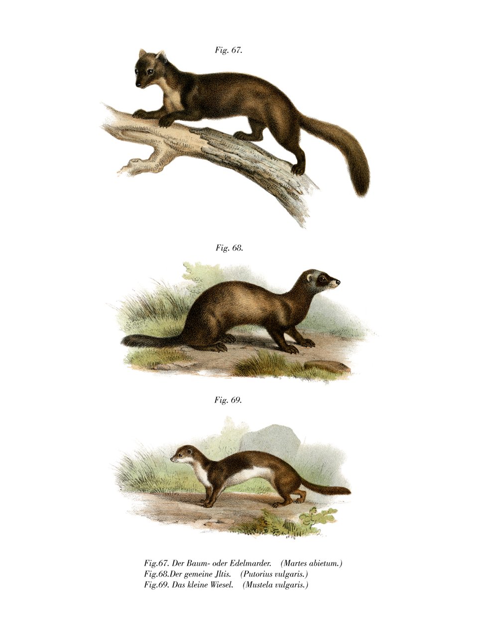 Marten, 1860 alkotó: German School