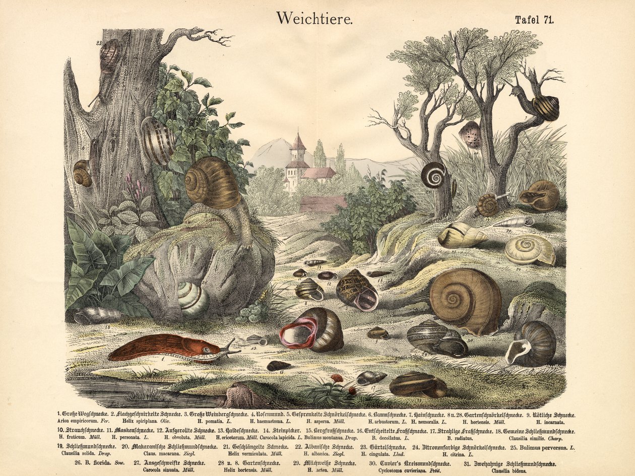 Puhatestűek, 1860 körül alkotó: German School