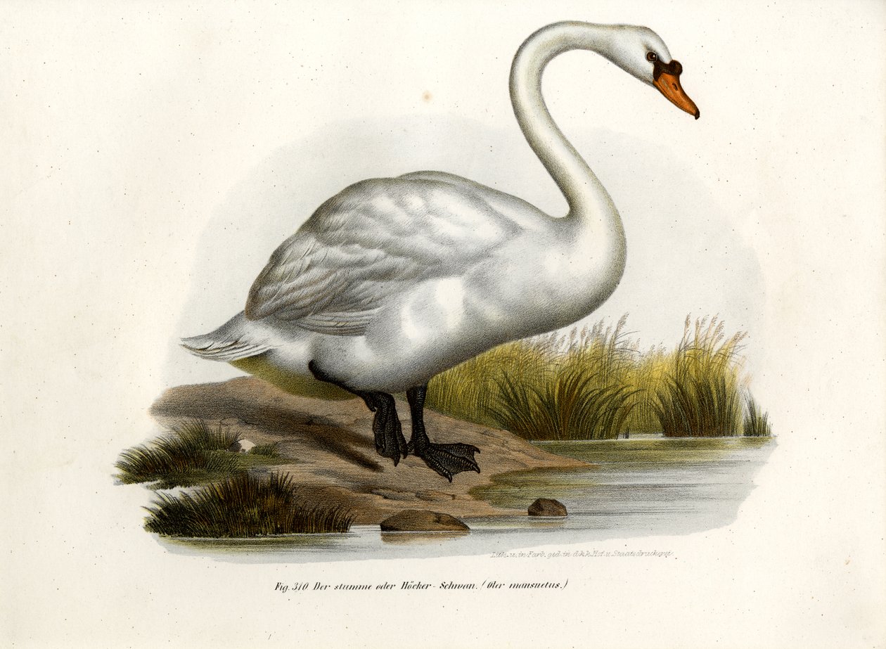 bütykös hattyú, 1864 alkotó: German School