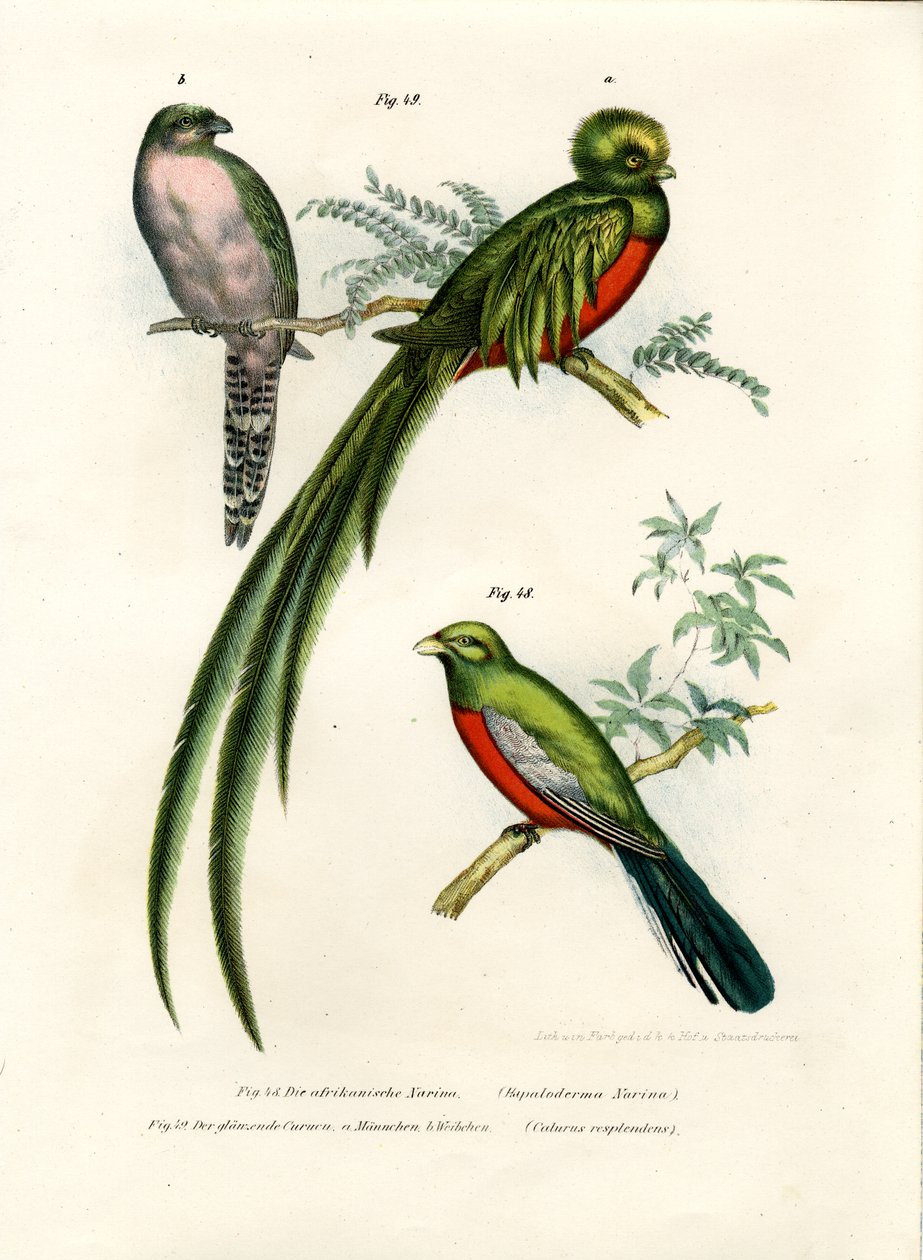 Narina Trogon, 1864 alkotó: German School