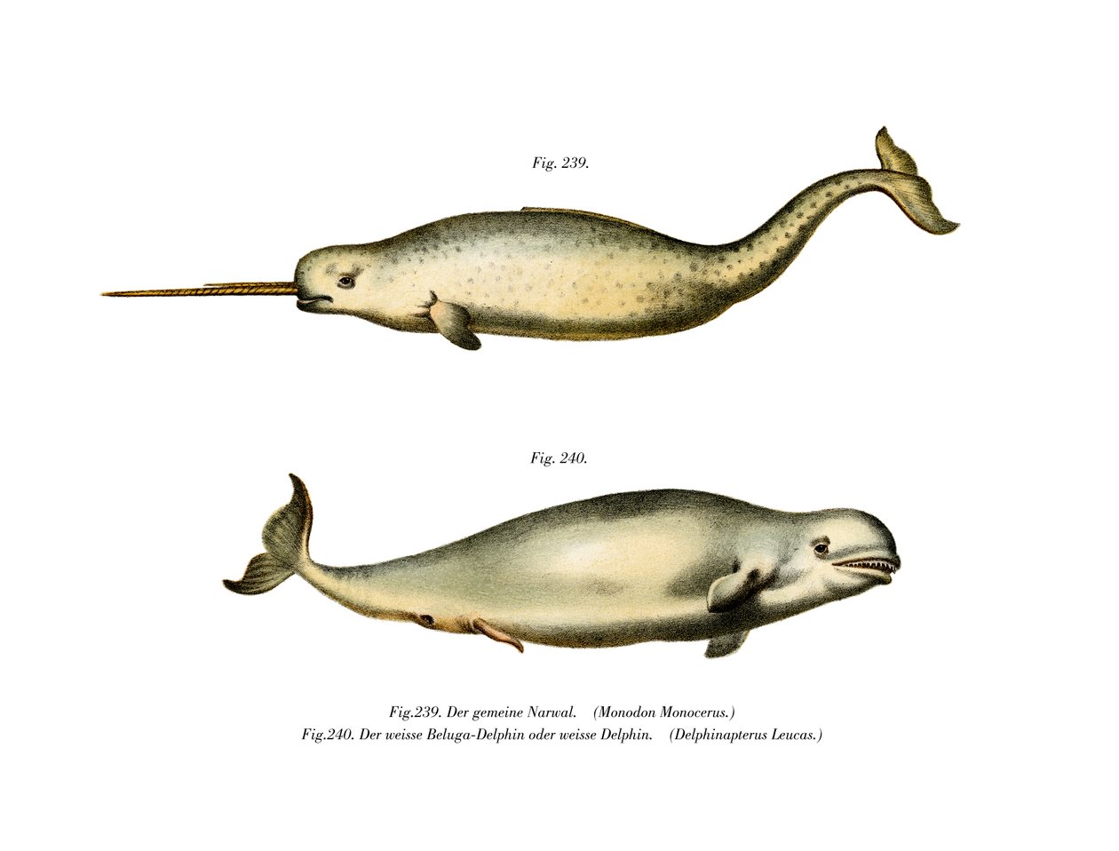 Narwhal, 1860 alkotó: German School