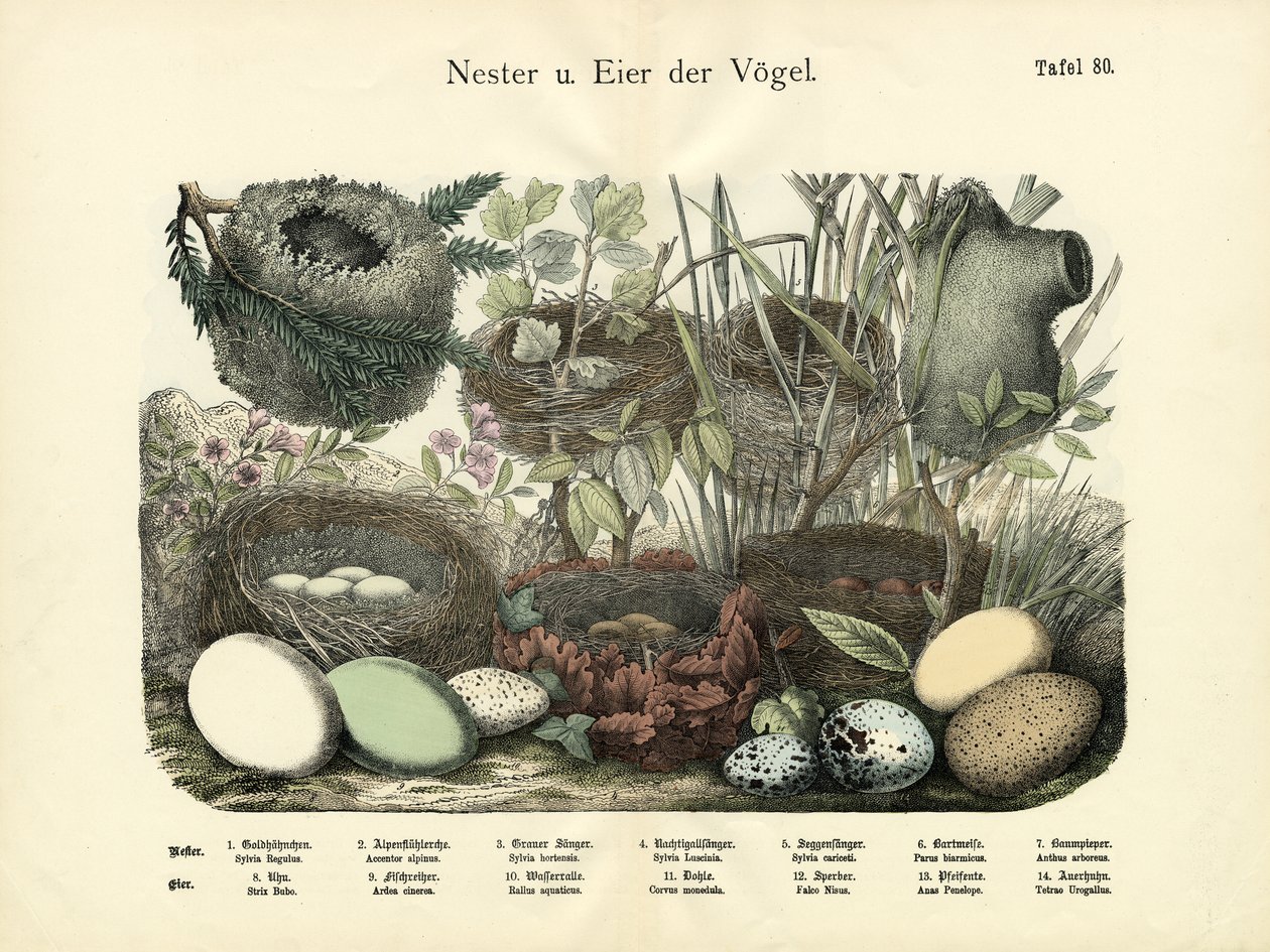 Fészek és tojás, 1860 körül alkotó: German School
