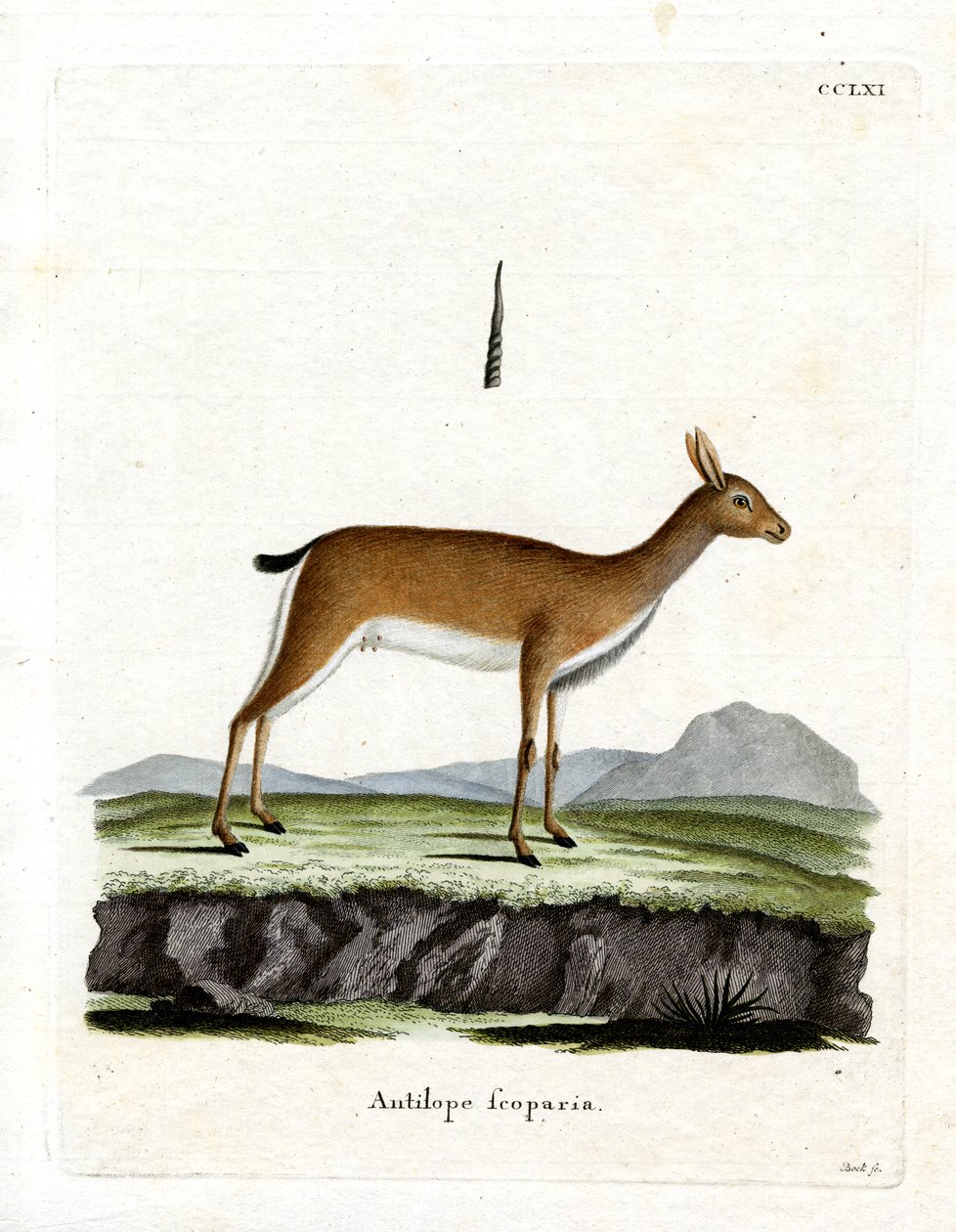 Oribi alkotó: German School