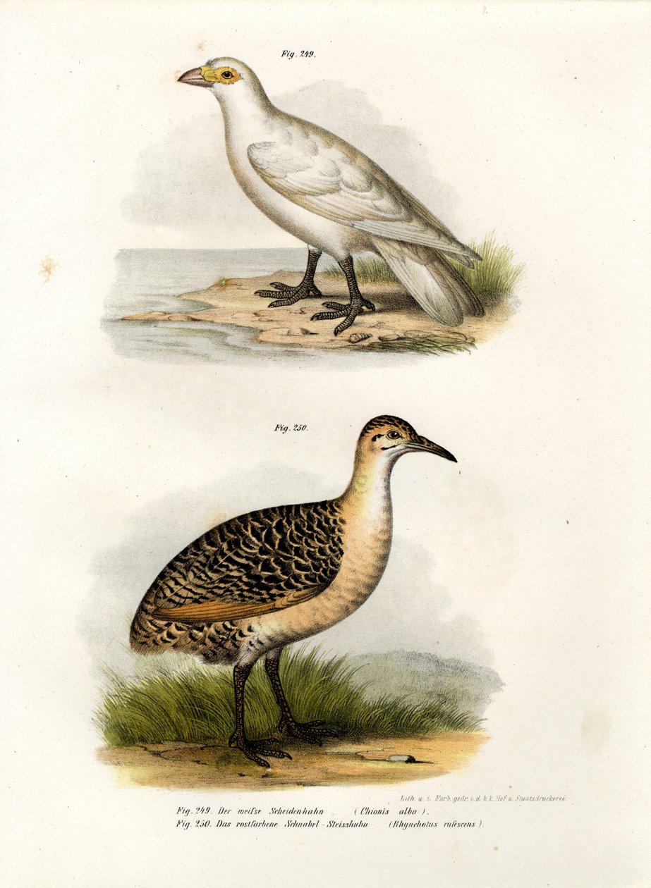 Sápadt arcú Sheatbill, 1864 alkotó: German School
