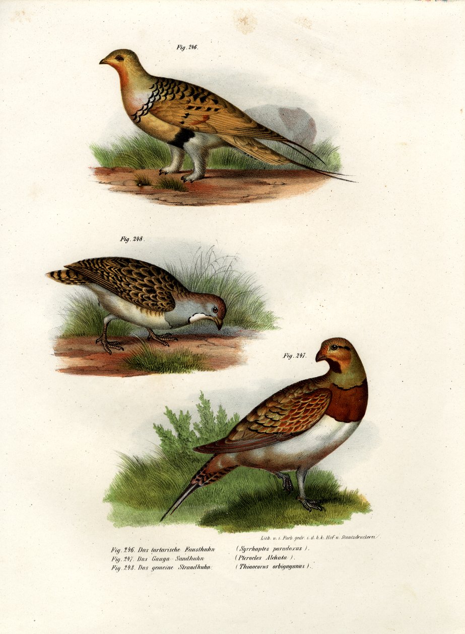 Pallas Sandgrouse, 1864 alkotó: German School
