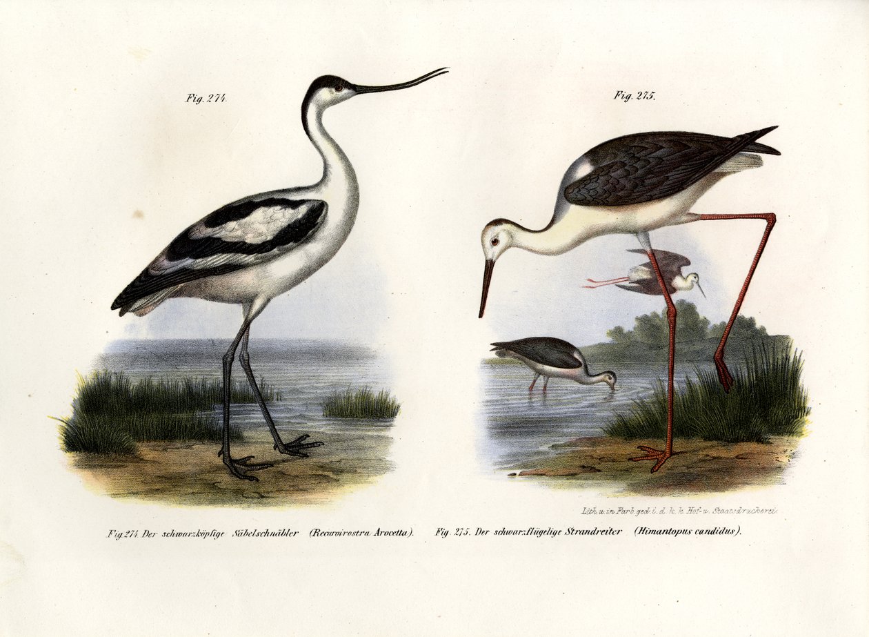 Pied Avocet, 1864 alkotó: German School