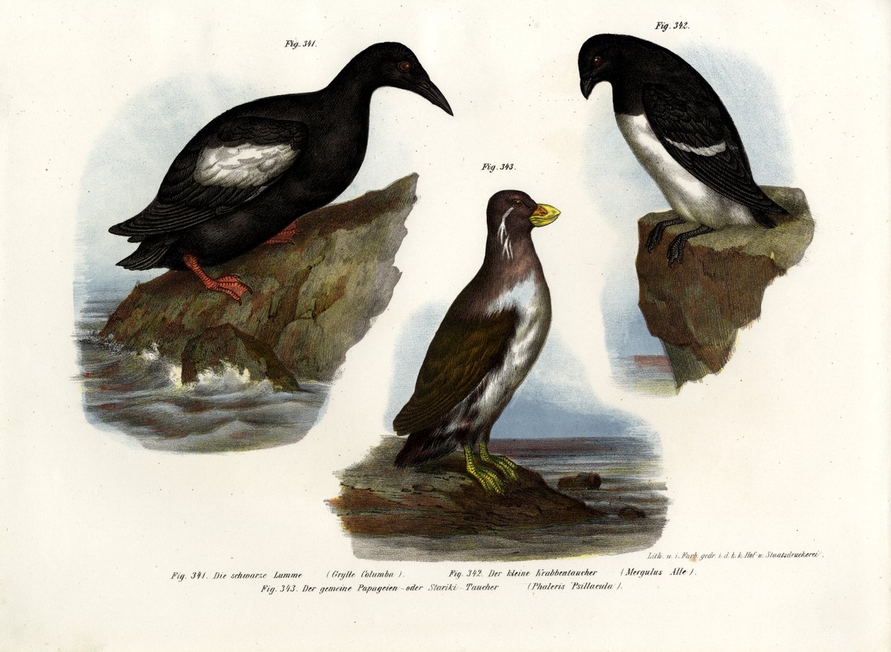 Guillemot galamb, 1864 alkotó: German School