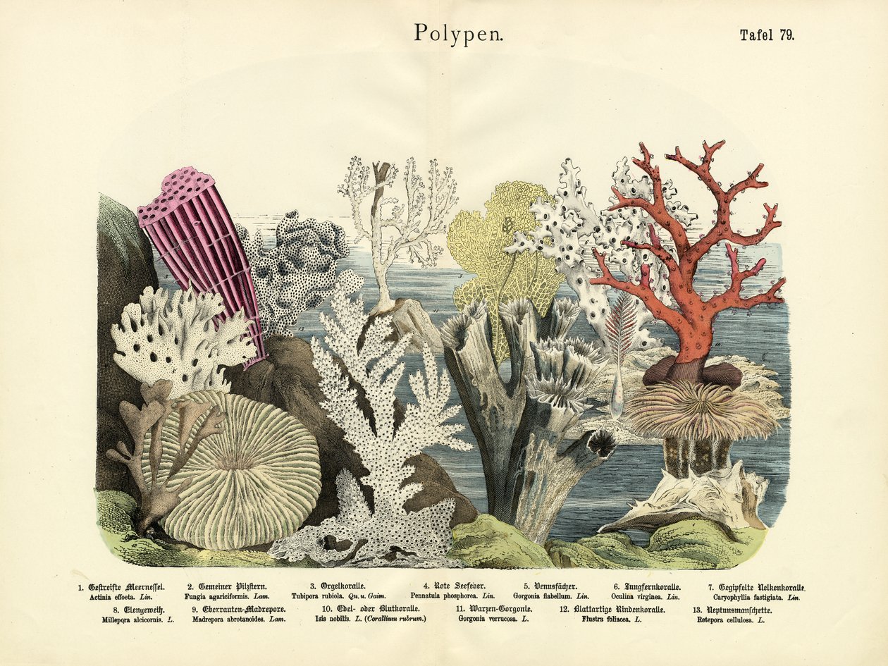 Polipok, 1860 körül alkotó: German School