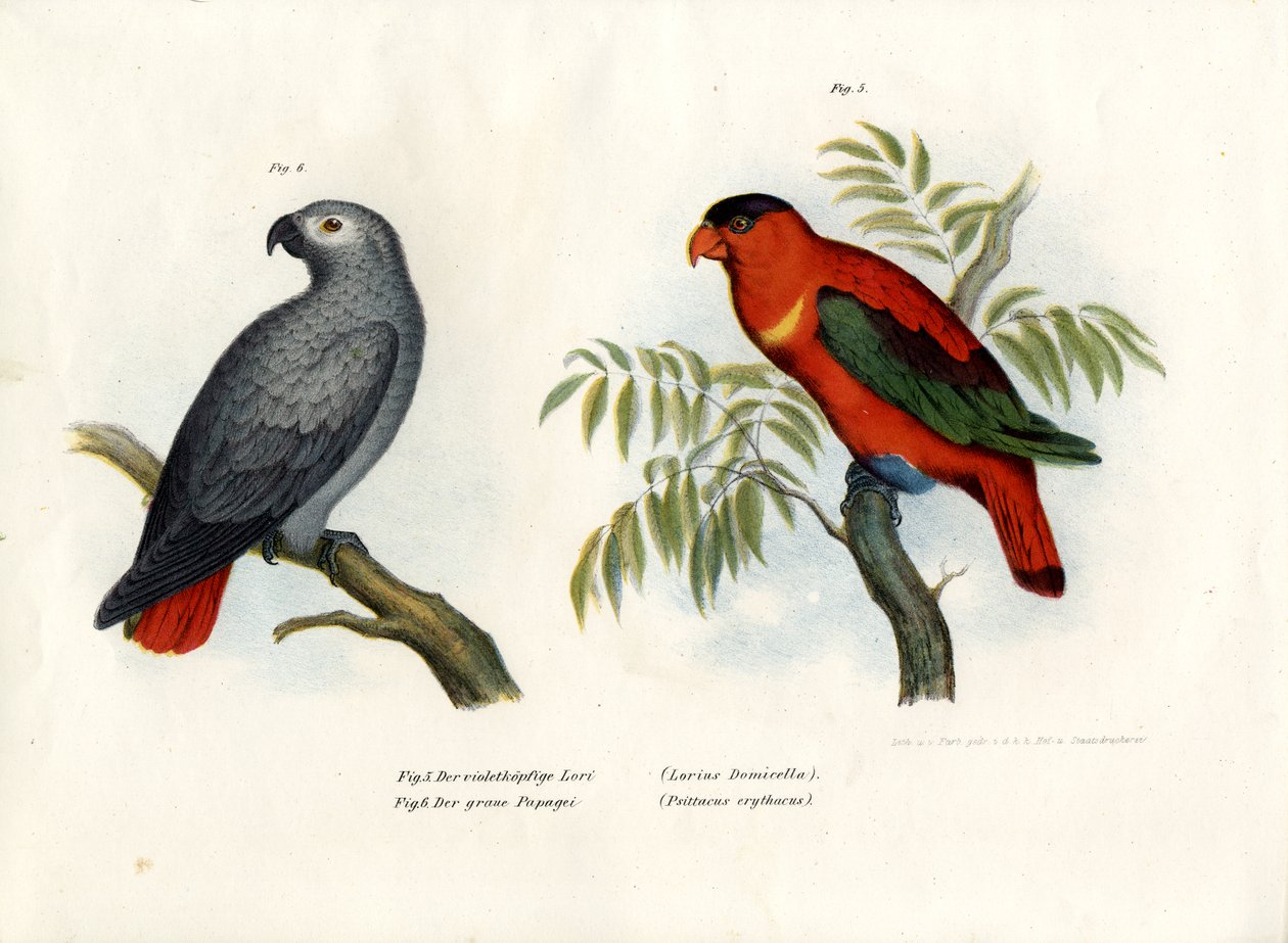 Lila nyakú Lory, 1864 alkotó: German School