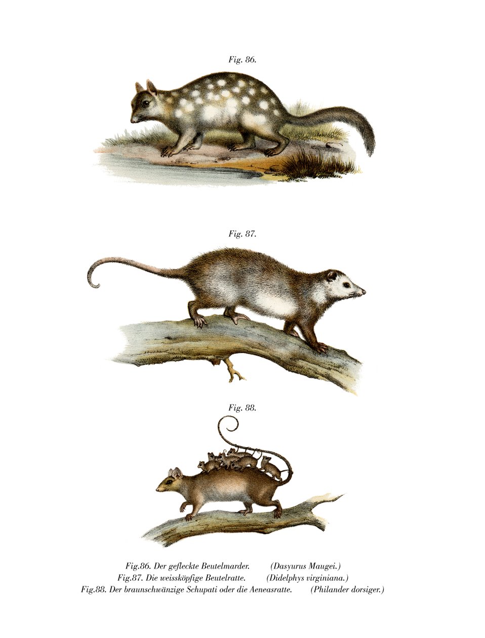 Quoll, 1860 alkotó: German School