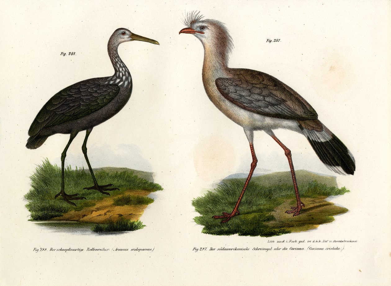 Piros lábú Seriema, 1864 alkotó: German School