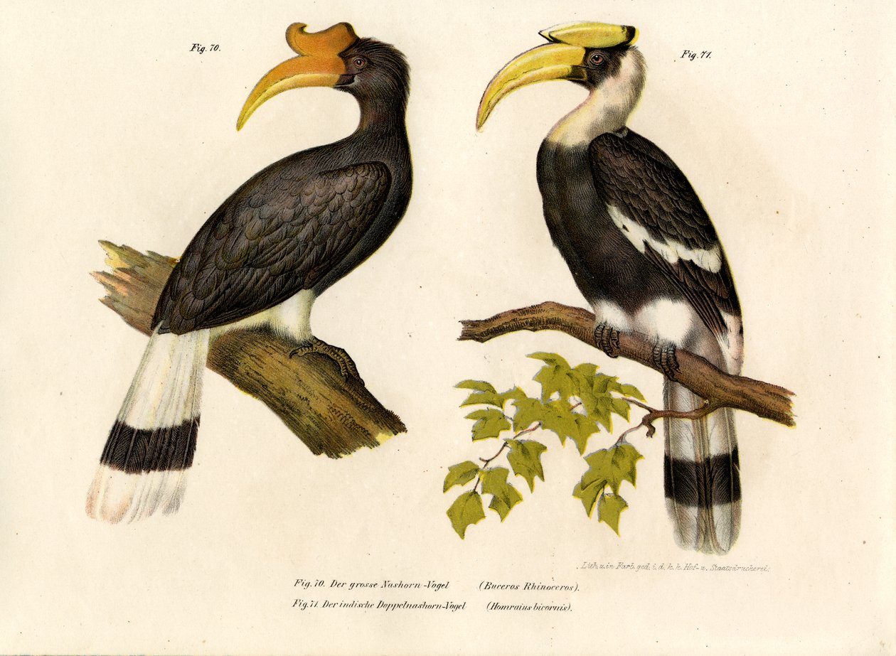 Orrszarvú szarvascsőrű, 1864 alkotó: German School