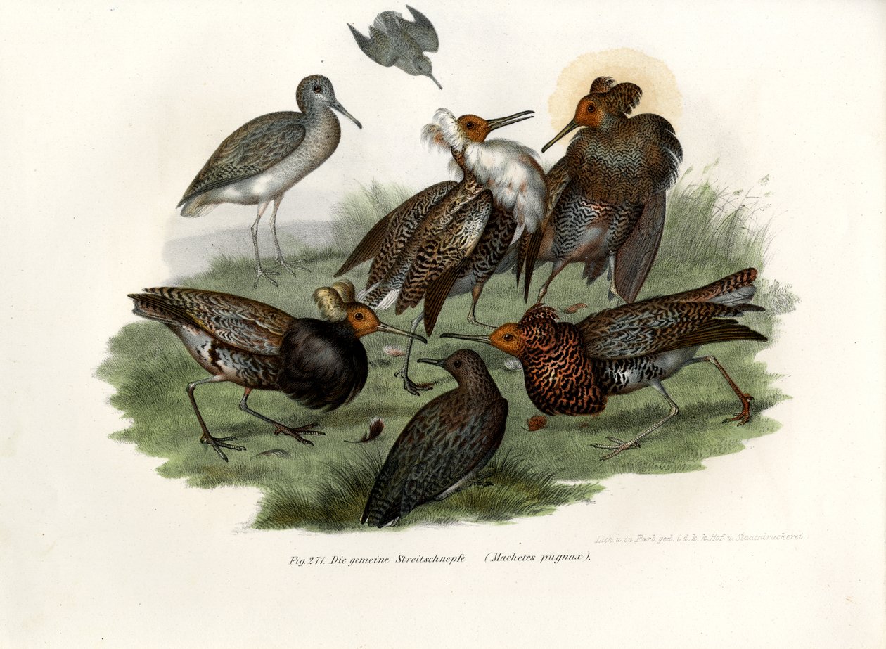 Ruff, 1864 alkotó: German School