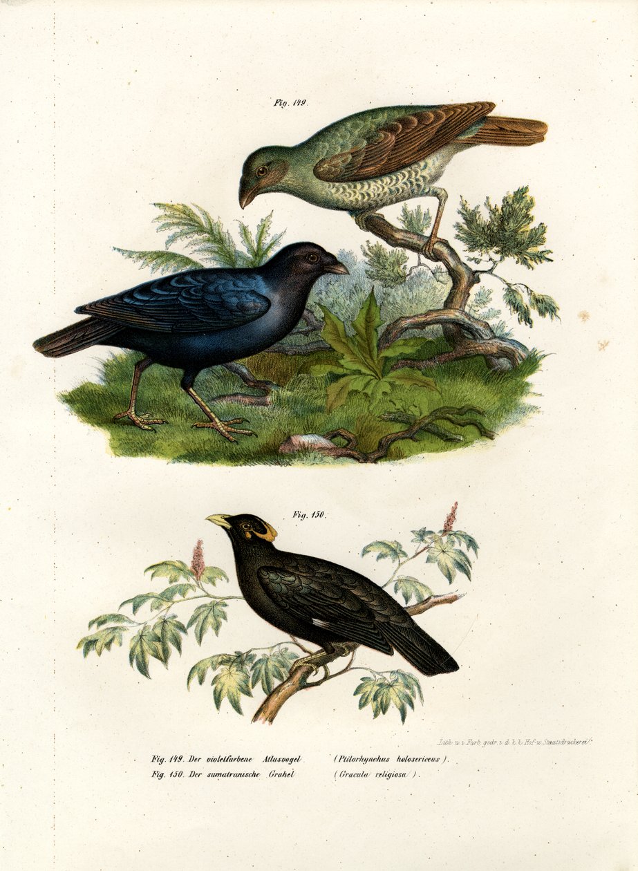 Szatén Bower Bird, 1864 alkotó: German School