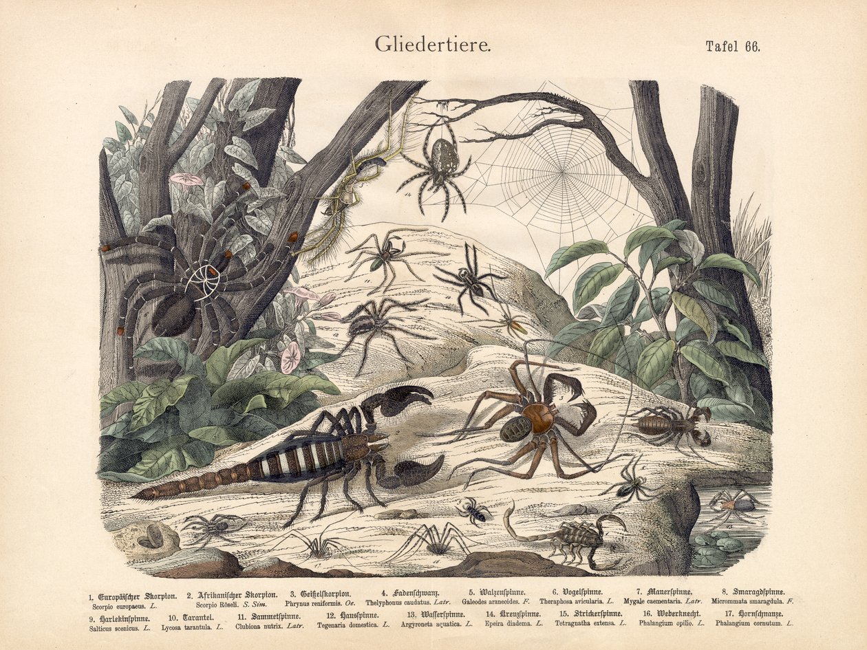 Skorpiók és pókok, 1860 körül alkotó: German School