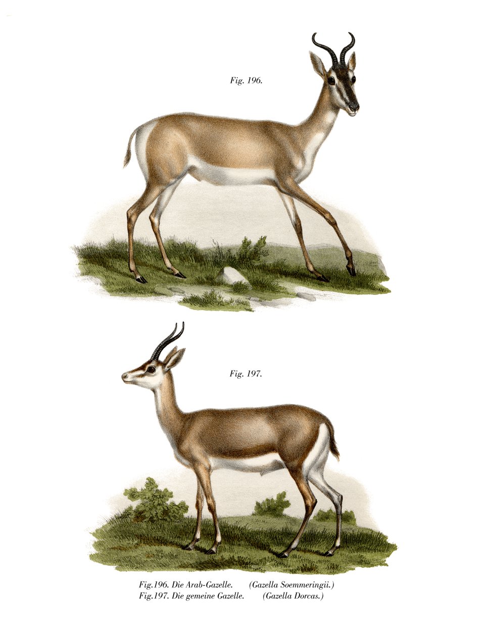 Szomáliai Soemmerring Gazelle, 1860 alkotó: German School