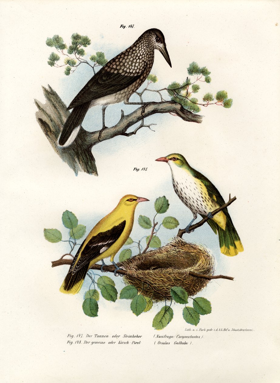 Foltos diótörő, 1864 alkotó: German School