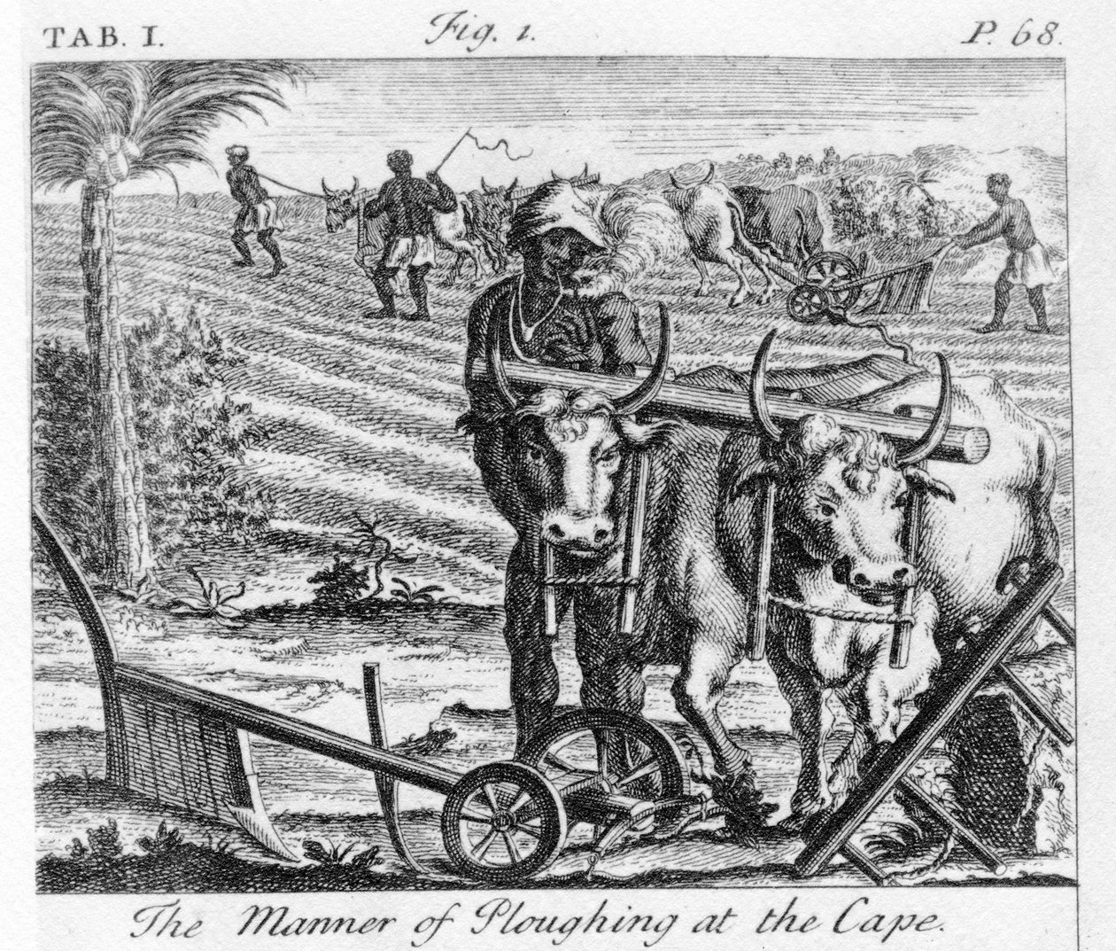The Manner of Ploughing at the Cape, illusztráció a „Jóreménység fokának jelenlegi állapota: II. kötet” című kötetben, 1731-ben. alkotó: German School