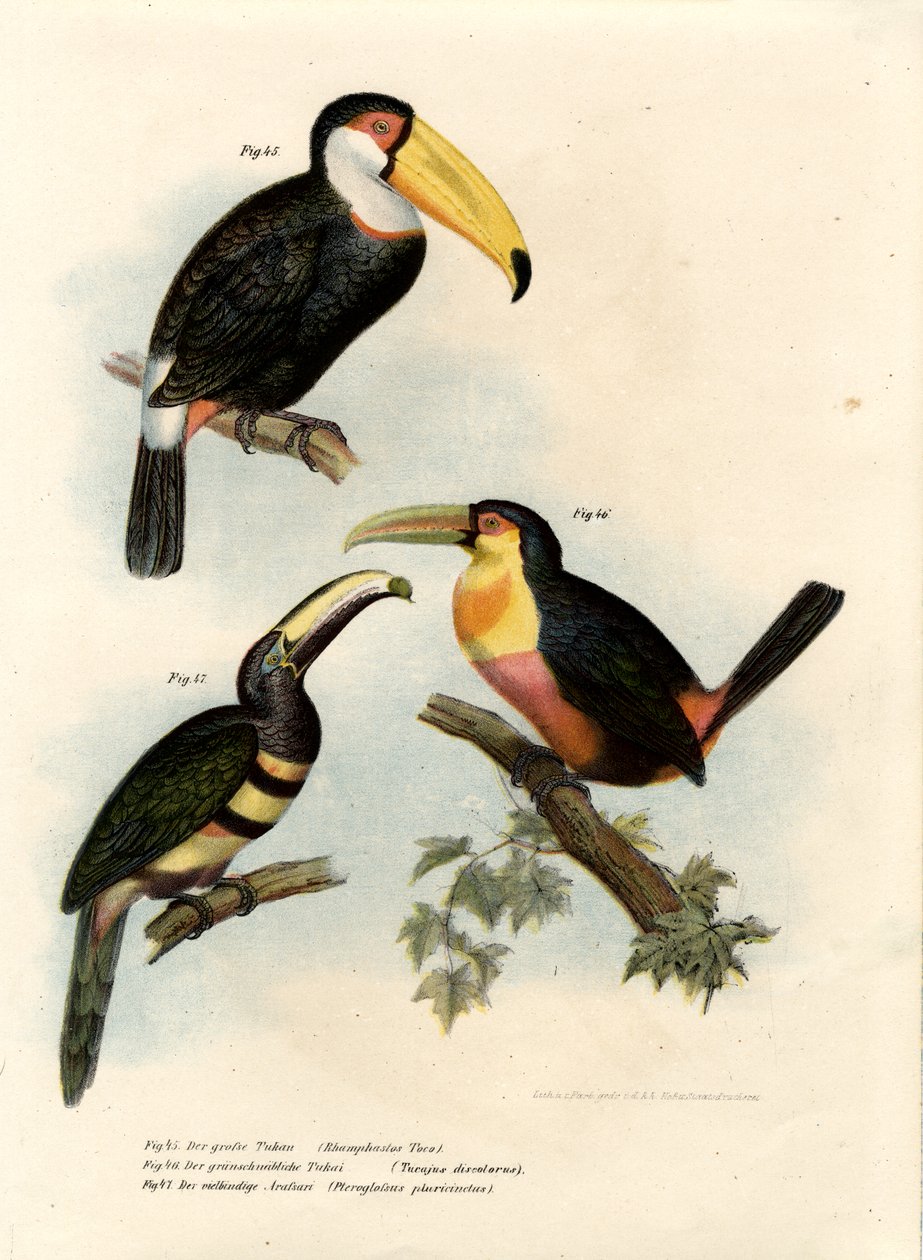 Toco Toucan, 1864 alkotó: German School