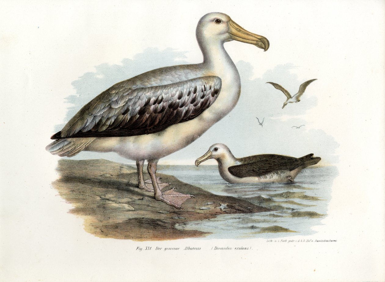 Vándor albatrosz, 1864 alkotó: German School