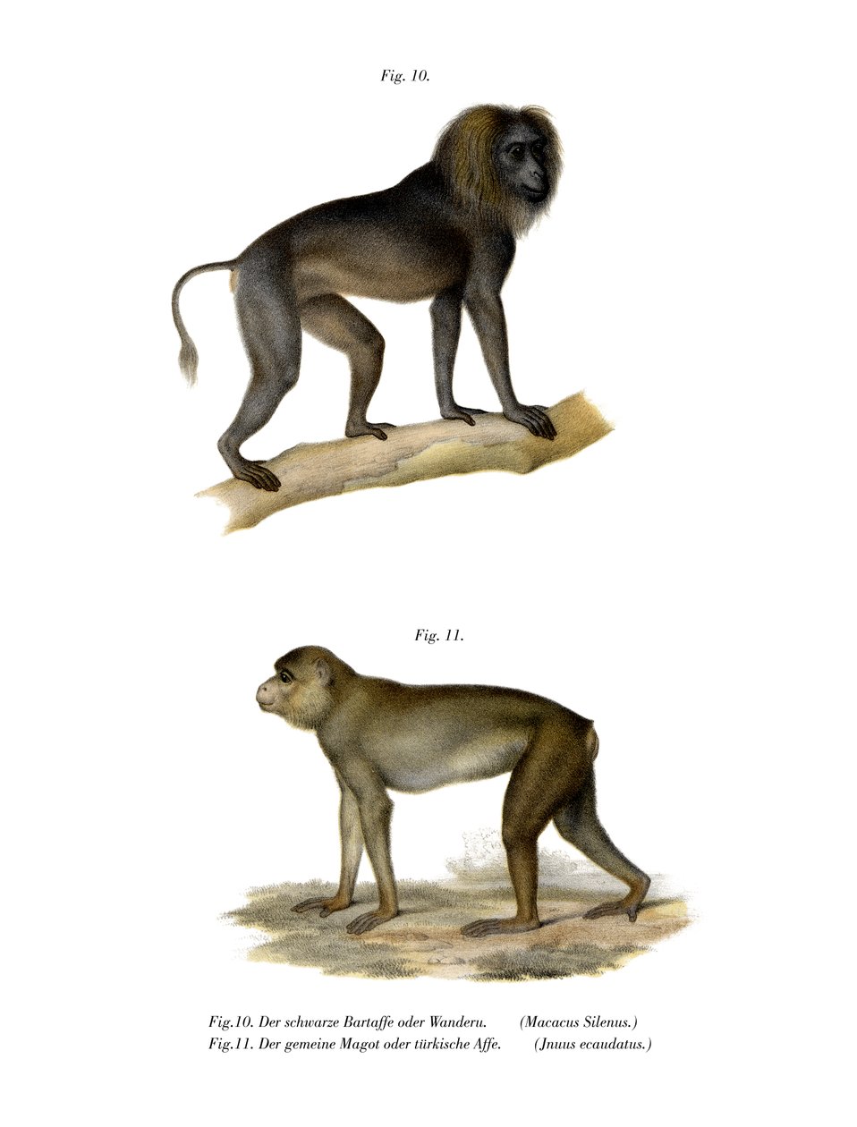 Wanderoo Monkey, 1860 alkotó: German School