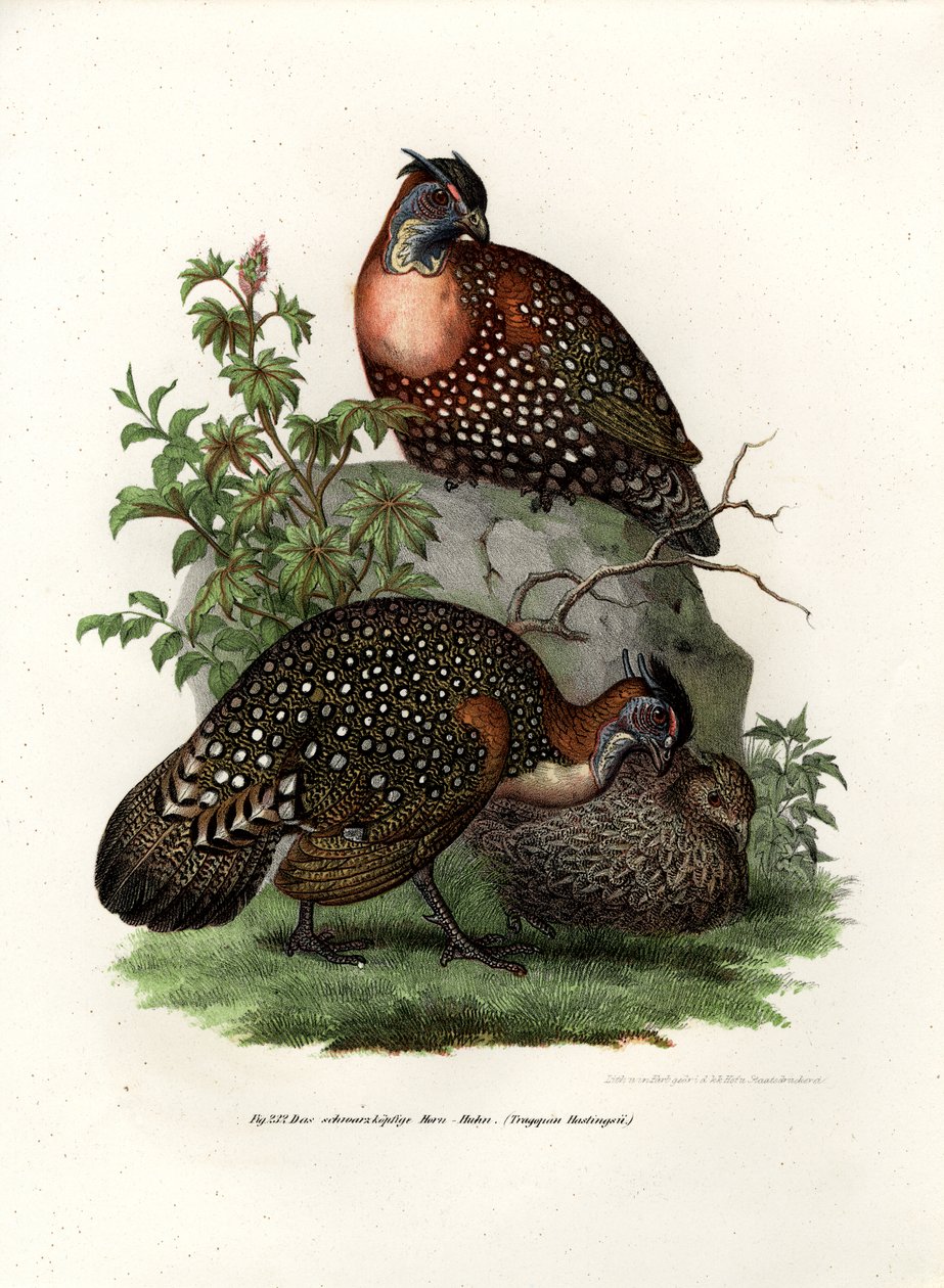 Nyugati Tragopan, 1864 alkotó: German School