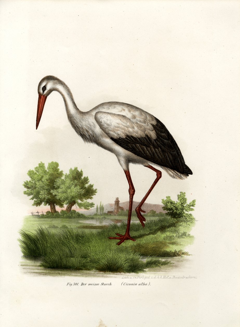 Fehér gólya, 1864 alkotó: German School