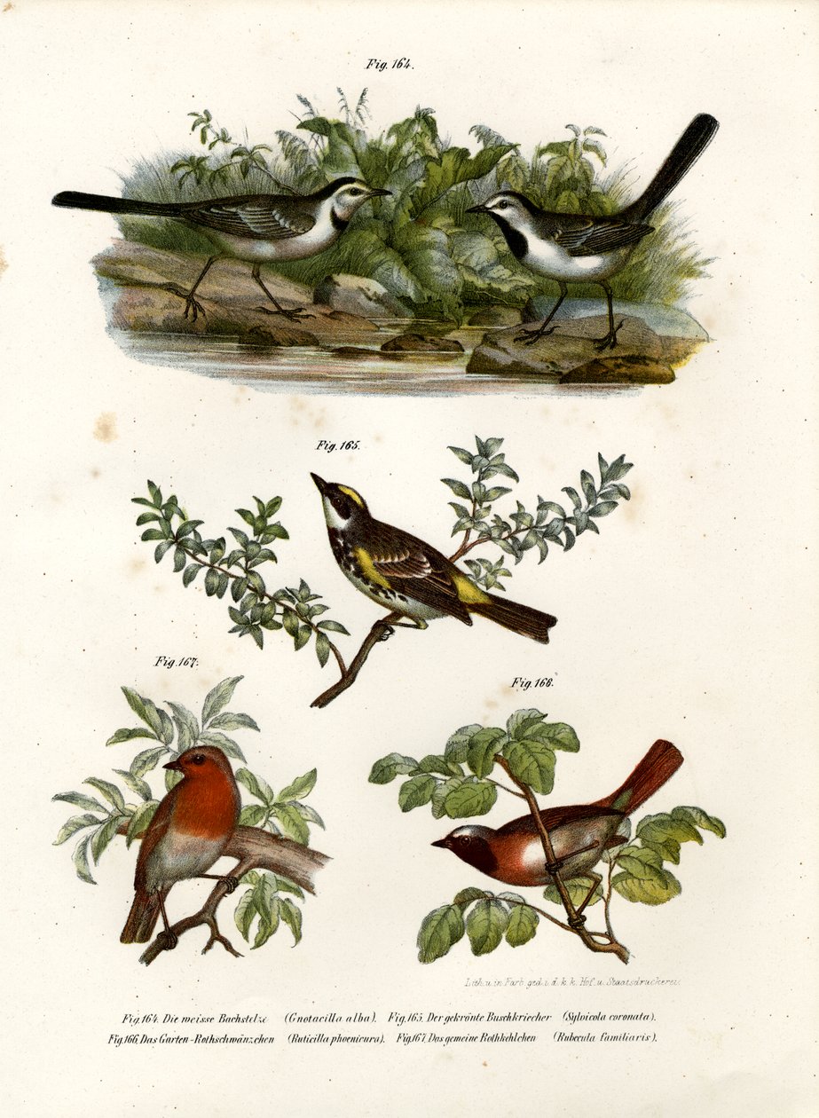 Fehér Wagtail, 1864 alkotó: German School