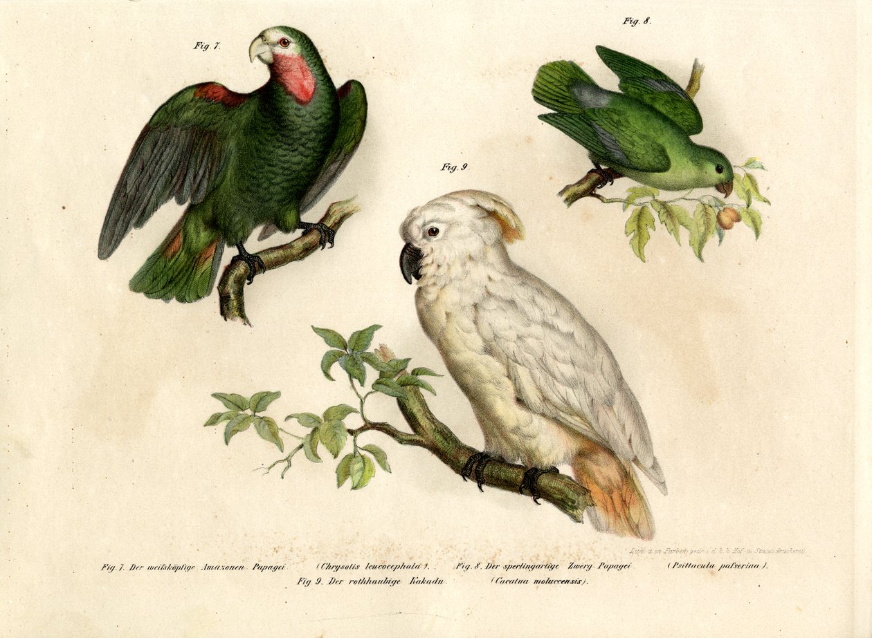 Fehérfejű papagáj, 1864 alkotó: German School