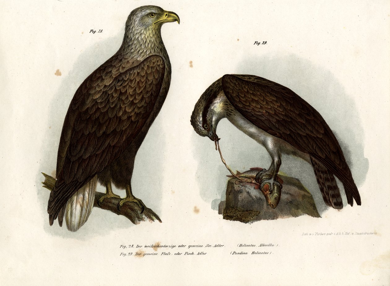 Fehérfarkú sas, 1864 alkotó: German School