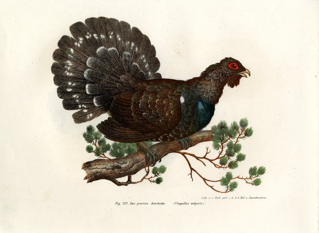 Wood Grouse, 1864 alkotó: German School