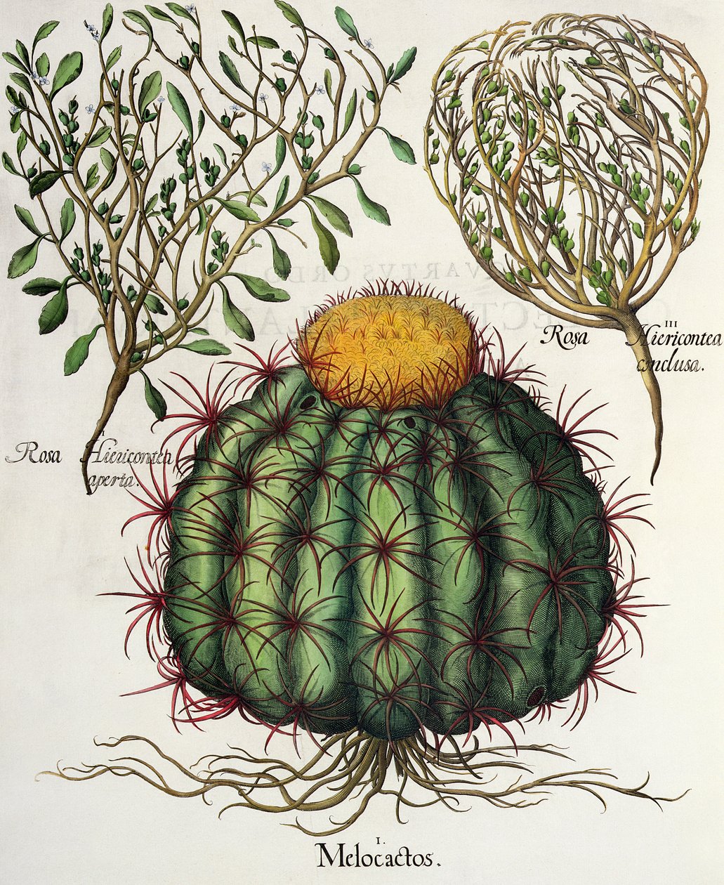 1.Melocactus; 2.Rosa Hiericontea 3. Rosa Hiericontea, a Hortus Eystettensisből, Basil Besler (1561-1629), pub. 1613 alkotó: German School