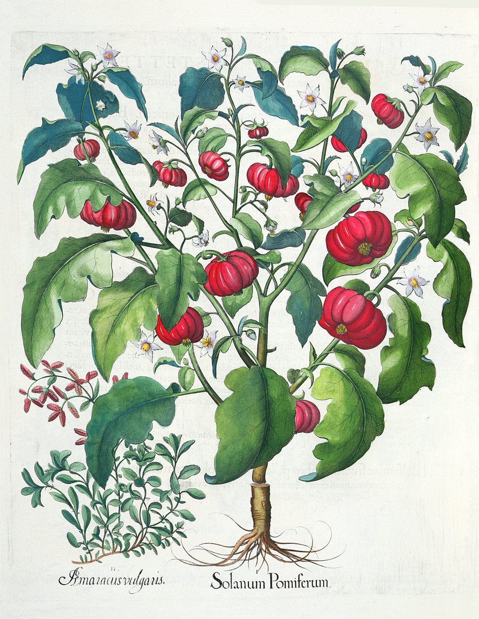 1. Solanum gyümölcs 2. Amaracus vulgaris, a Hortus Eystettensisből, Basil Beslertől (1561-1629), pub. 1613 alkotó: German School