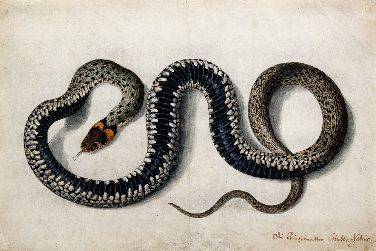 Fűkígyó, 1675-1700 körül alkotó: German School