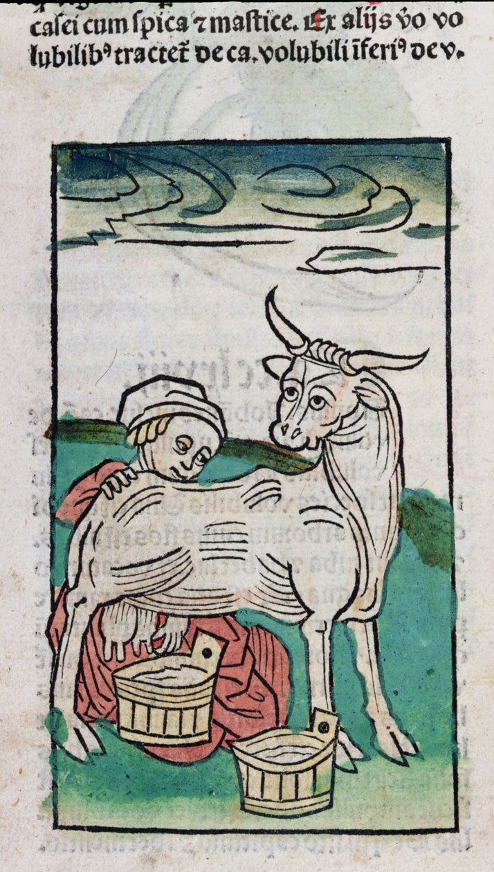 Tehenet fejő szobalány, 1491 (színes fametszet) alkotó: German School