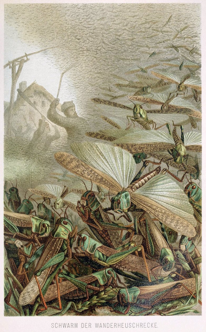 Sáskaraj, Brehms Tierleben, kocsma. 1860-as évek alkotó: German School