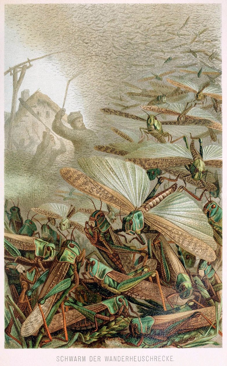 Sáskaraj, Brehms Tierleben, kocsma. 1860-as évek színes litográfia, 1860. alkotó: German School