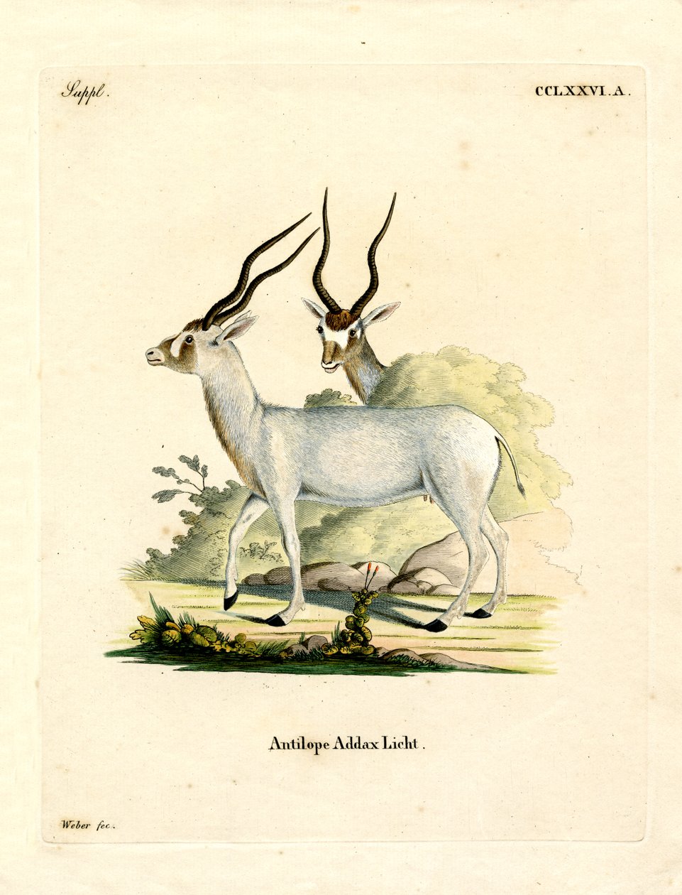 Addax Antilop (színes metszet) alkotó: German School