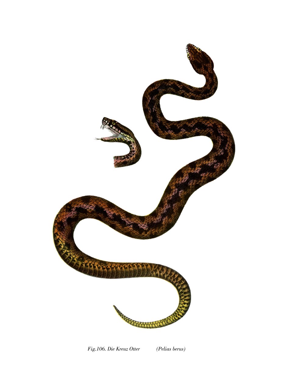 Adder (színes litó) alkotó: German School