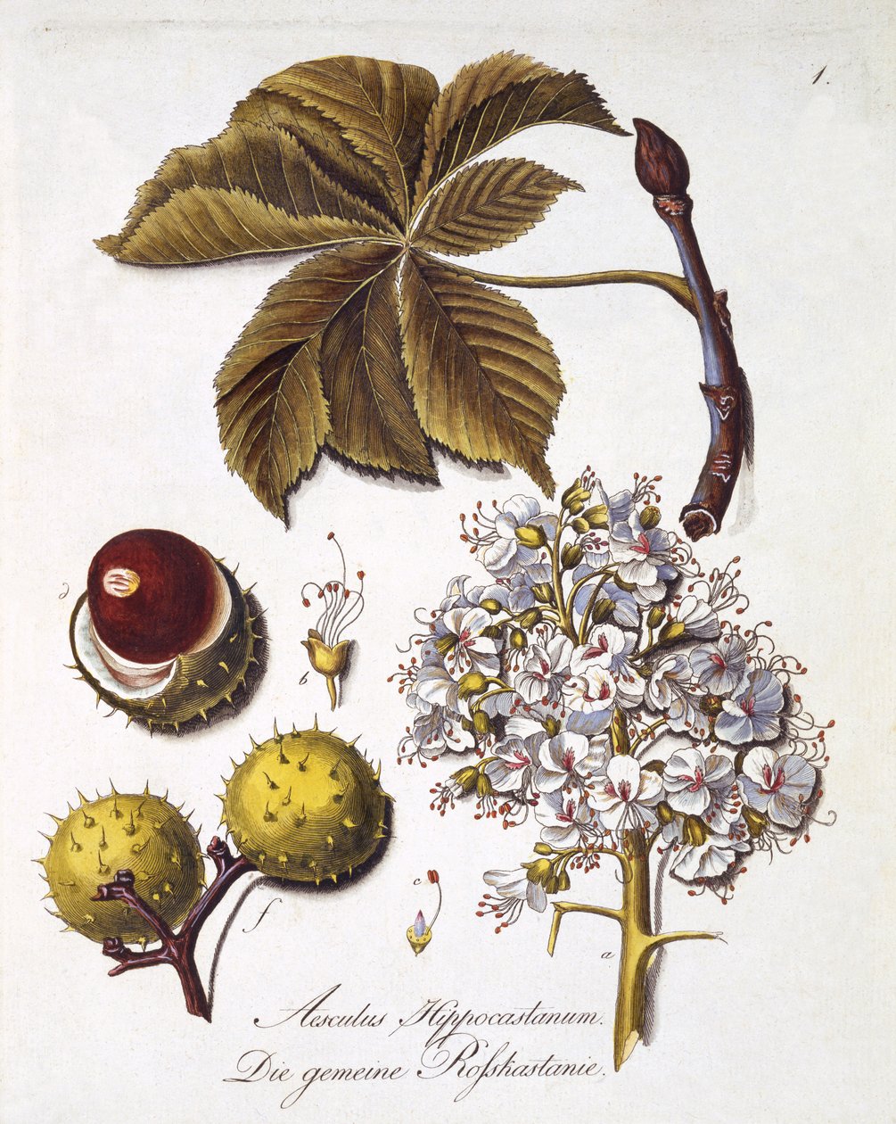 Aesculus Hippocastanum, Johann Daniel von Reitter „Átfogó munkája minden fafajról” című művéből, 1803-2005 között (színes metszet) alkotó: German School