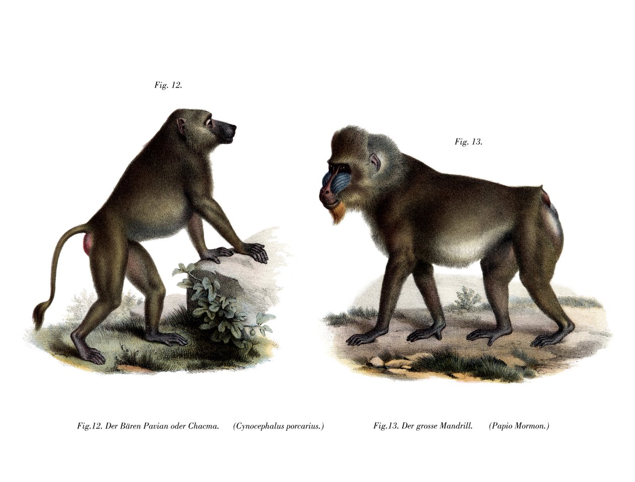 Afrikai pávián, 1860 alkotó: German School