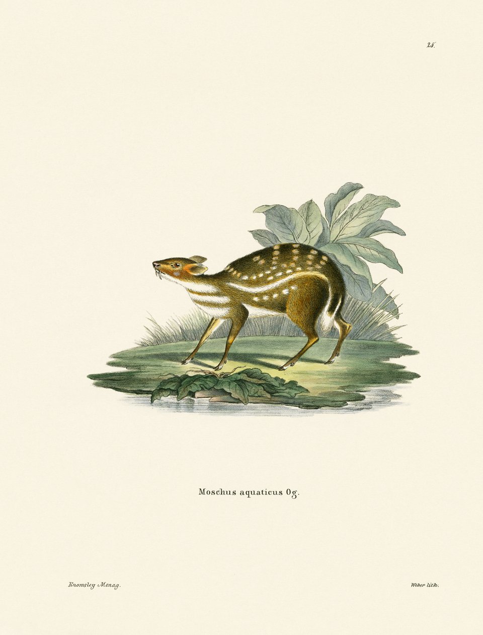 Afrikai Chevrotain (színes gravírozás) alkotó: German School