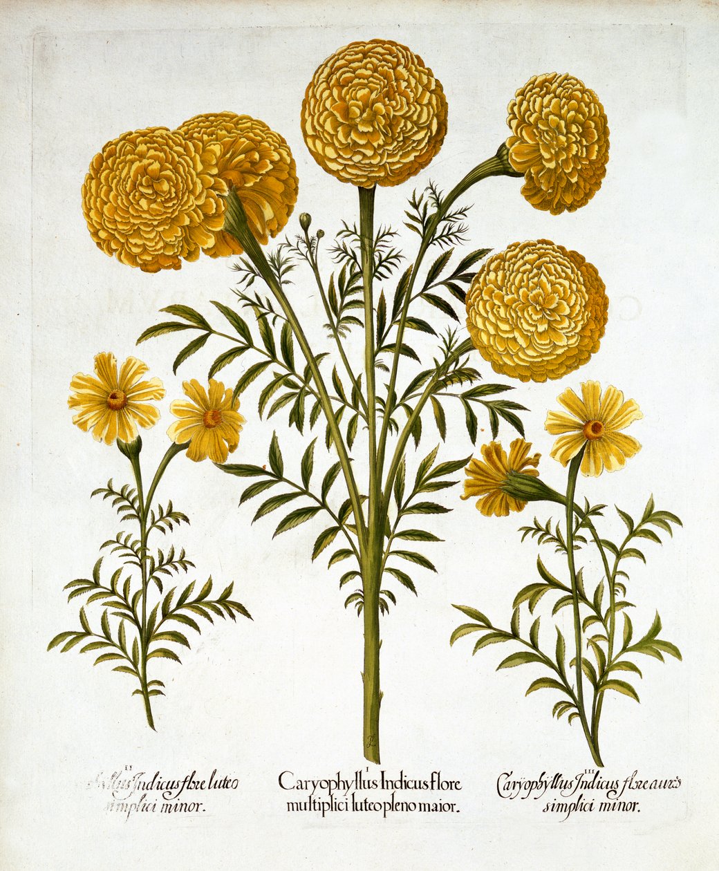 Afrikai körömvirág és francia körömvirág, Hortus Eystettensistől, Basil Besler (1561-1629), pub. 1613 (kézzel színezett metszet) alkotó: German School