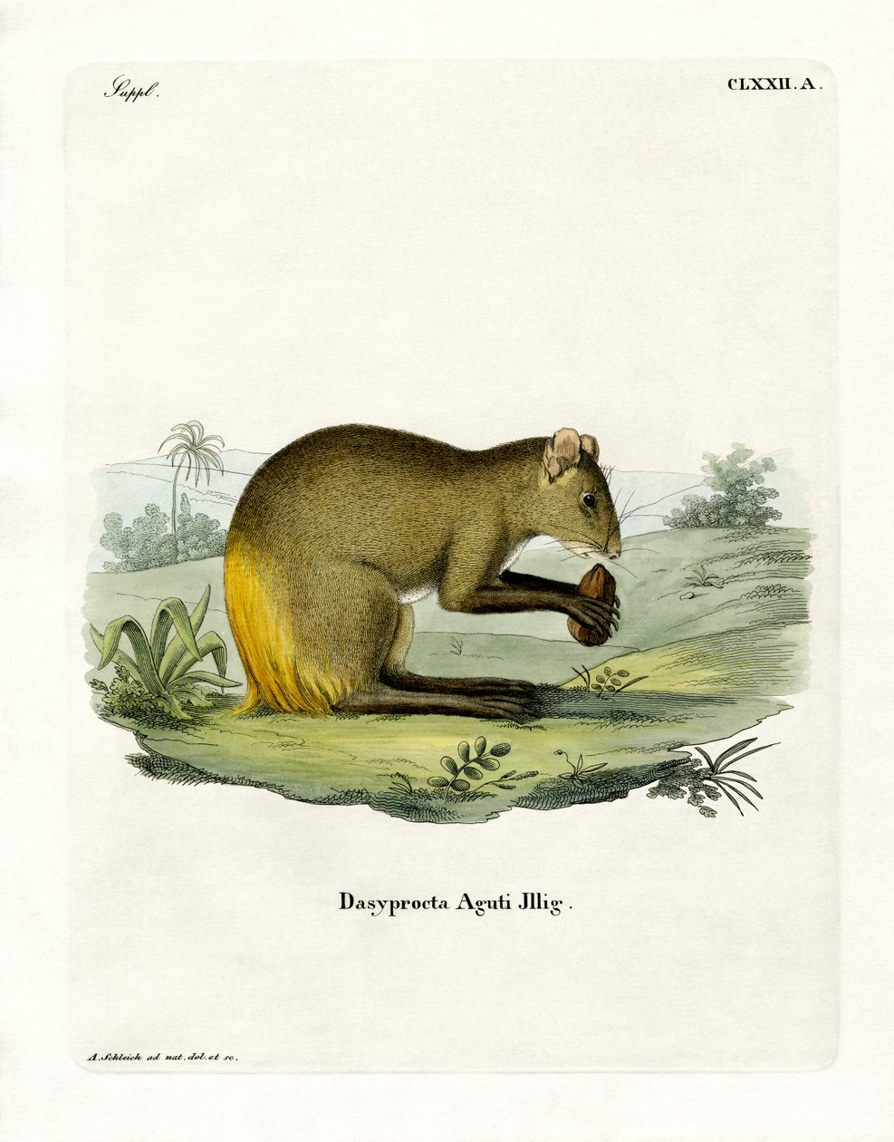Agouti (színes metszet) alkotó: German School