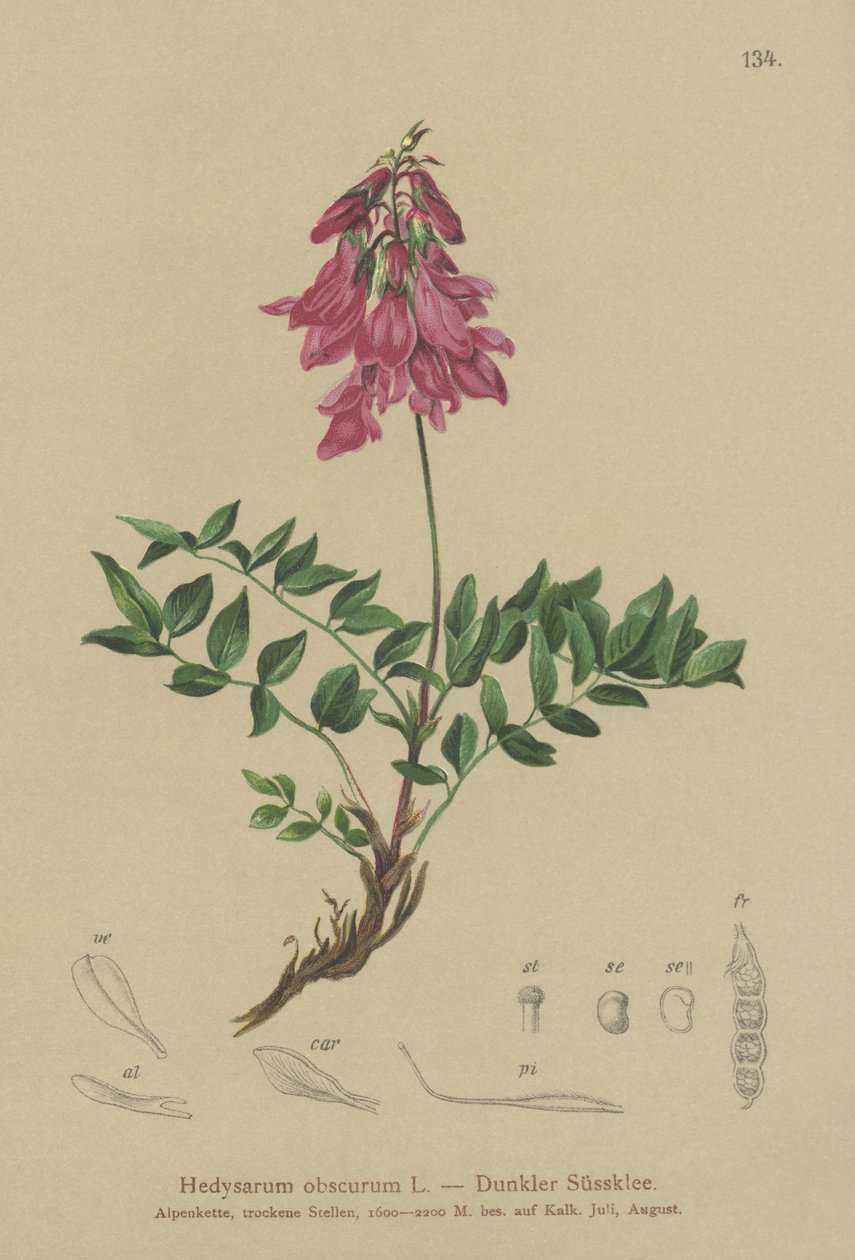 alpesi (Hedysarum obscurum, Hedysarum hedysaroides) alkotó: German School