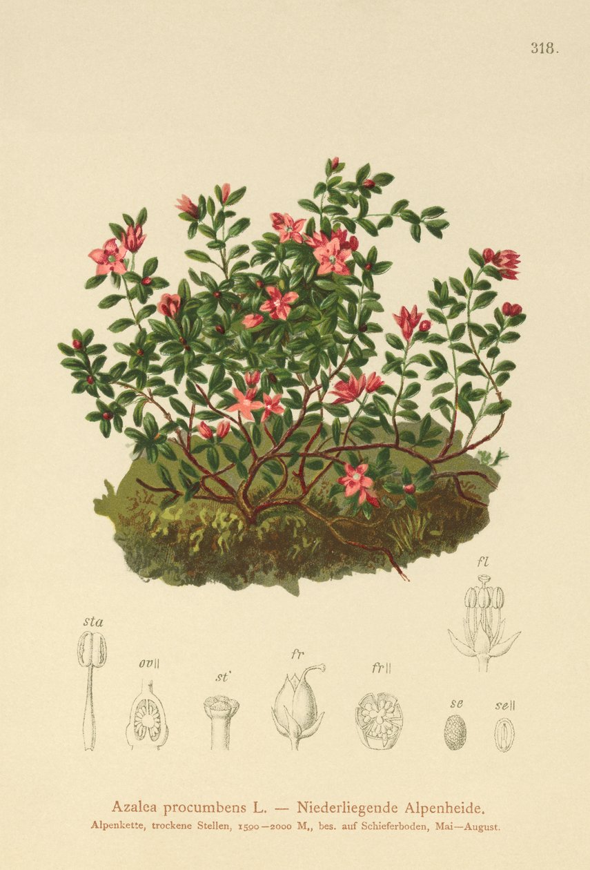 Alpesi azálea (Azalea procumbens, Loiseleuria procumbens, Kalmia procumbens) alkotó: German School