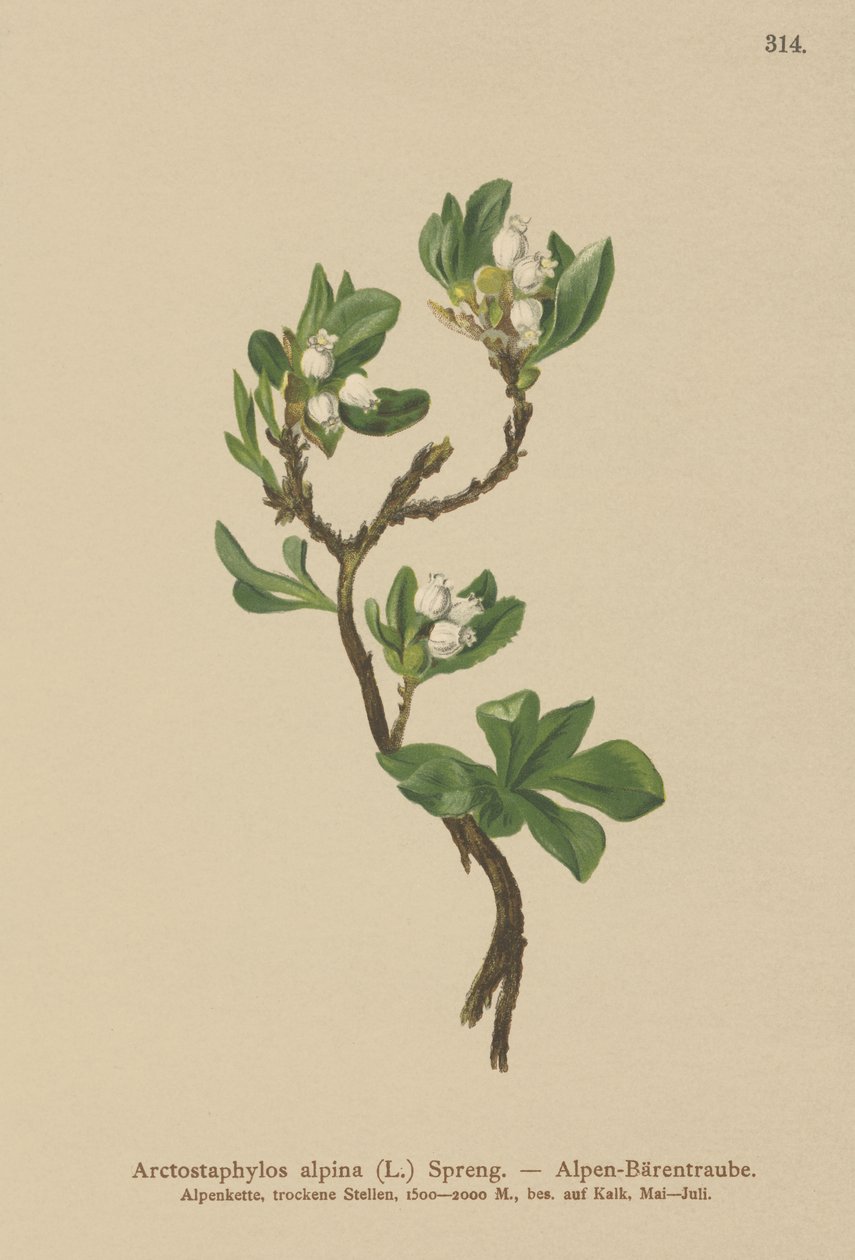 alpesi medvebogyó (Arctostaphylos alpina, Arctostaphylos alpinus) alkotó: German School