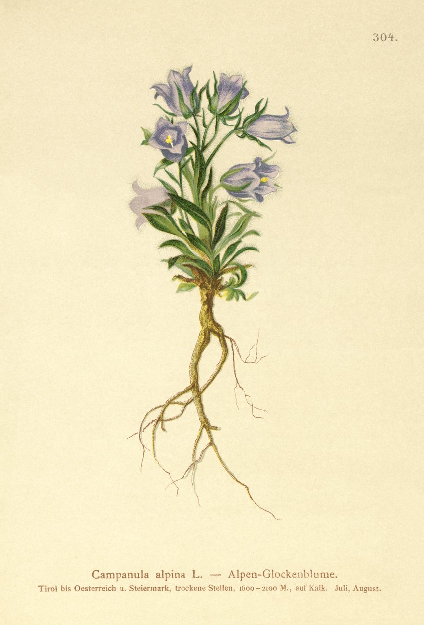 Alpesi harangvirág (Campanula alpina) alkotó: German School